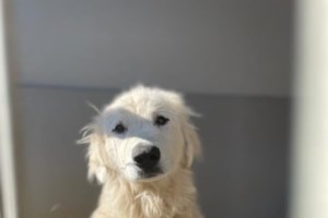 Το μεγάλο λάθος στη βόλτα με τον σκύλο μας στο βουνό χωρίς λουρί και η άκυρη ερώτηση - εικόνα 2