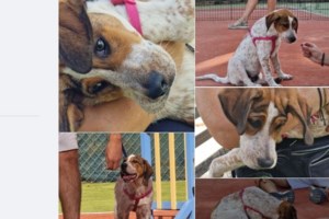 Μια ζωή στο καταφύγιο: Είναι τόσο άδικο για τη Μαρίλη - Oσο περνάνε τα χρόνια γίνεται όλο και πιο πολύ