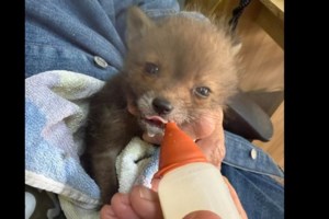 Έκκληση της ΑΝΙΜΑ για βοήθεια: Χρειάζεται την υποστήριξή μας για τα μωρά ζαρκάδια που φροντίζει - εικόνα 2