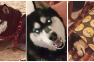 Μυστήριο με το χάσκι στην Αράχωβα: Ψάχνουν τα τηλέφωνα - Καλούν τον ιδιοκτήτη για συμπληρωματική κατάθεση