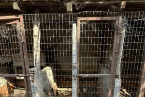 Ο Hound γλίτωσε στο παρά ένα την ευθανασία - Από τότε δεν έπαψε να γελά και να χαίρεται - εικόνα 6