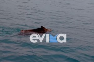 Αγριογούρουνα βόσκουν στο ψυχιατρικό νοσοκομείο στο Δαφνί: Κατεβαίνουν από το δάσος σε αναζήτηση τροφής