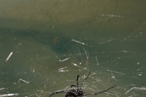 Τρίκαλα: Στο νοσοκομείο άνδρας που τον τσίμπησε αράχνη "μαύρη χήρα"