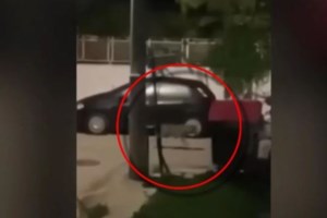 Θεσσαλονίκη: Λύκοι έφτασαν σε είσοδο σπιτιού στο Πανόραμα [βίντεο]