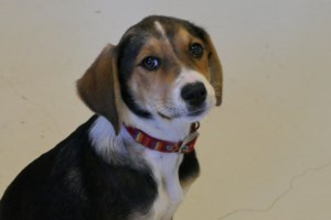 Τραγωδία στην Εύβοια: Νεκρός ηλικιωμένος και η οικιακή βοηθός του από διαρροή υγραερίου στο σπίτι