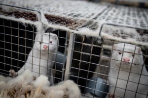 Κορονοϊός: Θετικά όλα τα βιζόν στη φάρμα στην Κοζάνη - Συναγερμός στη Δυτική Μακεδονία με τα 1 εκατ. γουνοφόρα