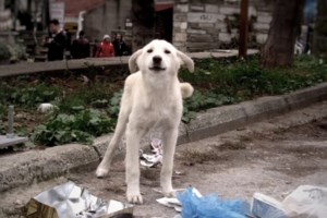Σώστε ένα αδεσποτάκι: Έλα, προσέξτε με λίγο - Ελεος δηλαδή! Εχετε δει κι άλλη τέτοια εξυπνοκουταβόφατσα;
