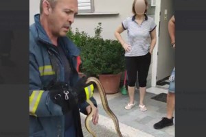 Ιωάννινα: Φίδι δάγκωσε παιδί, μεταφέρθηκε επειγόντως στο Νοσοκομείο Χατζηκώστα