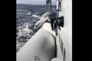 Απίστευτη φάλαινα σε ενυδρείο στην Κίνα: Κατάβρεξε επισκέπτη που κάπνιζε έξω από την πισίνα της