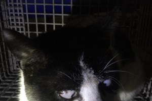 Cotton: Πώς είναι για ένα μωρό που δεν βλέπει να ζει στο δρόμο;