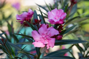 Καμπανάκι ΕΟΔΥ και ECDC για την ιλαρά: Συνεχίζει να προκαλεί σοβαρές επιπλοκές και θανάτους - εικόνα 2