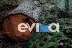 Χαλκιδική: Δέντρο καταπλάκωσε άντρα – Ανασύρθηκε χωρίς τις αισθήσεις του - εικόνα 2