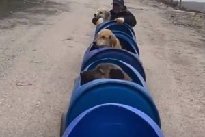 "Κυνηγώντας την ουρά μας!": 3ος "αγώνας" δυναμικού βαδίσματος με ζώα συντροφιάς, στο Χαλάνδρι – Δηλώστε συμμετοχή!