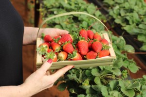 Γιατί το στρες μας γερνάει - Πώς αυξάνει τη βιολογική μας ηλικία και ο τρόπος να αντιστρέψουμε την ζημιά - εικόνα 2