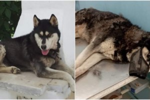 Εξελίξεις για την Αράχωβα: Δόθηκε εντολή για την εκταφή του Ολιβερ -Κλιμάκιο της δίωξης εγκλημάτων κατά Ζωής για το χάσκι - εικόνα 6