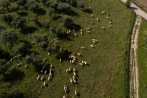 Σήμα κινδύνου στην αγορά από την ευλογιά στα αιγοπρόβατα - Στο τραπέζι η παράταση της απαγόρευσης μετακίνησής τους