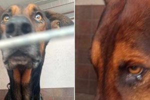 Η Λαρίσα που βρέθηκε στη Λάρισα είναι ένα από τα πιο όμορφα σετεράκια που έχουμε δει - εικόνα 2