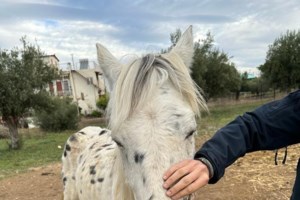 Εριέττα Κούρκουλου:  "Θέλω να πω συγγνώμη για την τραγική κατάσταση της χώρας, που χάθηκε έτσι μια γυναίκα" - εικόνα 6