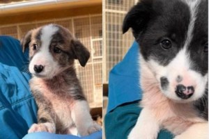 Επιτέλους καλά νέα! Η Αννούλα και ο Ρούμι υιοθετήθηκαν και μάλιστα μαζί