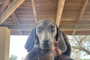 Η Ελληνική Φιλοζωική Εταιρεία, αποχαιρετά τον μακροβιότερο πρόεδρό της, σκηνοθέτη και πολυβραβευμένο κινηματογραφιστή Κωστή Ζώη - εικόνα 2