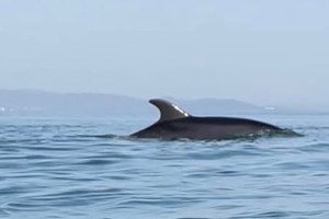 Νεκρό ξεβράστηκε το νεαρό δελφίνι που έκανε την εμφάνισή του στις παραλίες της Κορίνθου - εικόνα 2