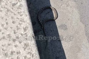 Κρίσιμο το επόμενο 24ωρο για την 39χρονη που τη δάγκωσε οχιά - Πώς μπήκε το φίδι στο σχολείο - εικόνα 2