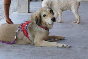 Ο SARS CoV-2 στα ζώα: Κατοικίδια σε σπίτια με ασθενείς με COVID-19 - Πώς θα τα προστατεύσετε - εικόνα 2