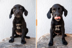 Ραντεβού και σήμερα με πυρόπληκτα και πλημμυροπαθή ζωάκια: Πάμε όλοι μαζί να αλλάξουμε τις ζωές μας - εικόνα 5