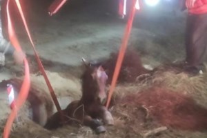 Εξοργιστικό: Ασυνείδητος έδεσε άλογο με σκοινί στο αγροτικό και οδηγούσε σε κεντρικό δρόμο - Τρομαγμένο έχανε τον βηματισμό του