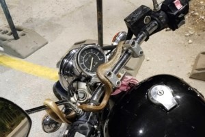 Ταϊλάνδη: Γυναίκα επέζησε μετά από μάχη δύο ωρών με πύθωνα - Τυλίχτηκε γύρω της όταν έπλενε τα πιάτα [βίντεο] - εικόνα 3