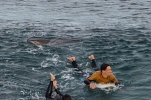 Καρχαρίας κατασπάραξε 17χρονο σέρφερ στην Αυστραλία - εικόνα 2