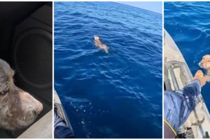 Πάρος: Ζώα δεμένα, εκτεθειμένα στον ήλιο χωρίς νερό, σε συνθήκες πλήρους παραμέλησης - Τι καταγγέλλει η Adopt a Paw Today - εικόνα 2