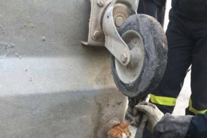 Το παρελθόν του Σίλα είναι σκοτεινό: Μόλις 4 μηνών έσερνε τα δύο πίσω πόδια και προσπαθούσε να διασχίσει τον δρόμο - εικόνα 5