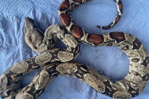 Θεσσαλονίκη: Στη φυλακή 48χρονος που ξυλοφόρτωνε την ηλικιωμένη μητέρα του - "Μου έχει κάνει μαύρη τη ζωή"