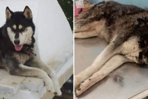 Ανθρωποκυνηγητό για τον κακοποιητή του χάσκι στην Αράχωβα: "Θα προκαλέσει έκπληξη το όνομά του"