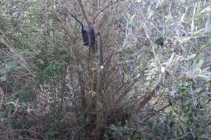 Κιλκίς: Εντοπίστηκε και δεύτερη χασισοφυτεία στη Γουμένισσα - Δύο συλλήψεις - εικόνα 2