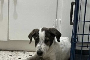 Αν δεν τον έλεγαν Breeze θα τον έλεγαν… Μπιμπελό: Δείτε το βλέμμα του, είναι από τα πιο ήσυχα κουτάβια - εικόνα 2