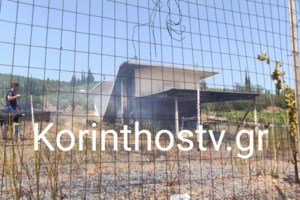 Ολονύχτια μάχη με τις φλόγες στη Βοιωτία: Εκκενώθηκε ο οικισμός "Πρόδρομος"- Καίει σε δύο μέτωπα η φωτιά - εικόνα 4