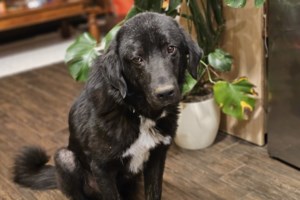 Σπέτσες: Τουρίστρια βούτηξε και έσωσε γατάκι- "Δεν είναι ασφαλές" της έλεγε ο λιμενικός που κοιτούσε όπως και όλοι οι άλλοι - εικόνα 2