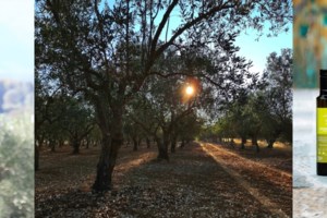 Ελαιοπαραγωγός στη Μεσσηνία επικήρυξε με 1.000 ευρώ τους ληστές που του έκλεψαν 36 τσουβάλια ελιές - εικόνα 2
