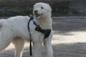 Αυτός είναι ο Βίκτωρας: Τον είχαν απειλήσει με φόλες - Αδίστακτοι είχαν προσπαθήσει ακόμη και να τον απομακρύνουν με τη βία