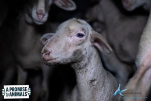Ιπποειδή: Η αόρατη κατηγορία ζώων της ελληνικής νομοθεσίας