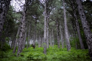 Σε αυστηρό καθεστώς προστασίας η νήσος Χρυσή - Το "Γαϊδουρονήσι" του Λασιθιού
