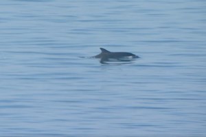28η Οκτωβρίου: Με σύμμαχο τον καλό καιρό η μαθητική παρέλαση στην Αθήνα - Πλήθος κόσμου στο Σύνταγμα [εικόνες]