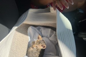 Αναλώσιμο, αποστεωμένο, 700 γραμμάρια όλο κι όλο με διαφραγματοκοίλη - Η ιστορία ενός μωρού από τη Σταματίνα Σταματάκου