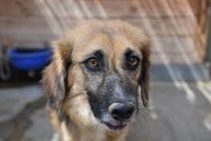 Σώστε ένα αδεσποτάκι: Η Χαρά έχει το πιο χαριτωμένο χαμόγελο και αγαπάει πολύ τους ανθρώπους - εικόνα 2