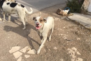 Ο Τζόνι είναι μόνος και αβοήθητος: Βρέθηκε σε άσχημη κατάσταση να κλαίει σπαρακτικά - Αμεση ανάγκη να βρεθεί ένα σπίτι για τον σκυλάκο - εικόνα 3