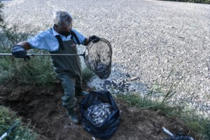 "Fake news" ότι προσελκύονται καρχαρίες από τα νεκρά ψάρια στον Παγασητικό- Τι αναφέρει η περιβαλλοντική οργάνωση iSea - εικόνα 4