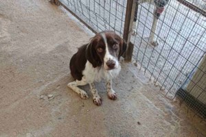 Γιατί πολλές υιοθεσίες καταλήγουν σε αποτυχία και σε επιστροφή του σκύλου στο καταφύγιο μέσα σε μόλις λίγες ημέρες - εικόνα 5