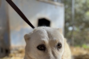 Νέα Ιωνία: 69χρονη πέταξε τέσσερα κουταβάκια στα σκουπίδια - Πώς έφτασαν στη γυναίκα - Βίντεο ντοκουμέντο - εικόνα 4